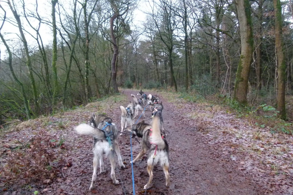 het bos in