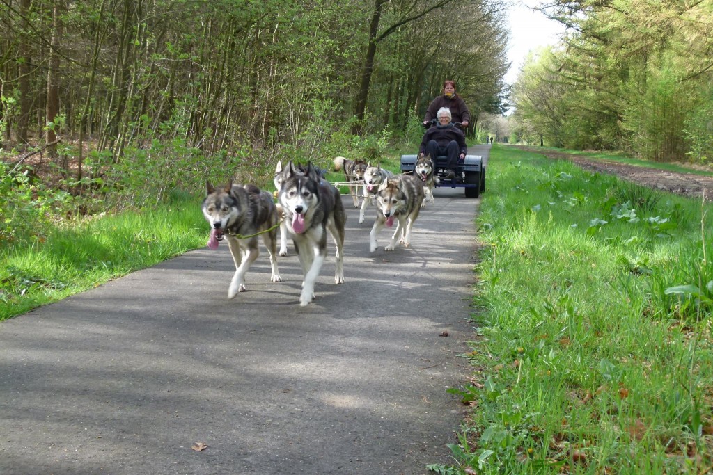 samen door het bos