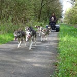 samen door het bos