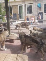 Husky's eten kinderen kijken